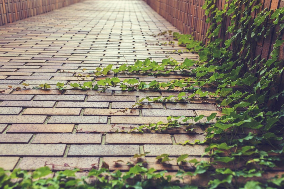 Brick path with creeping green ivy plants.